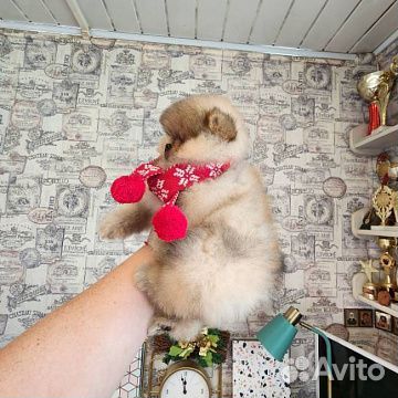 Мальчик померанский шпиц, мини