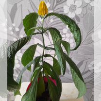 Комнатный цветок Пахистахис