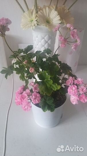 Пеларгонии сортовые