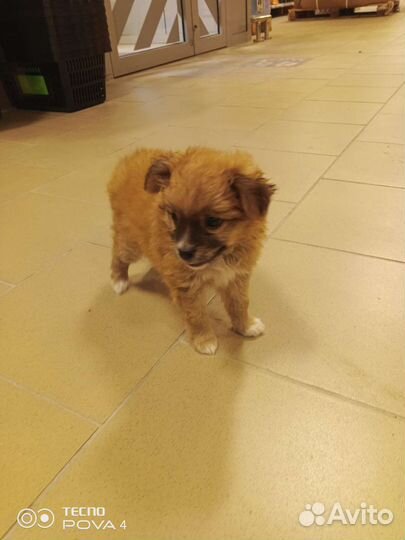 Щенок в добрые руки маленькой собаки