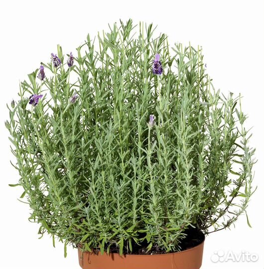 Семена и рассады