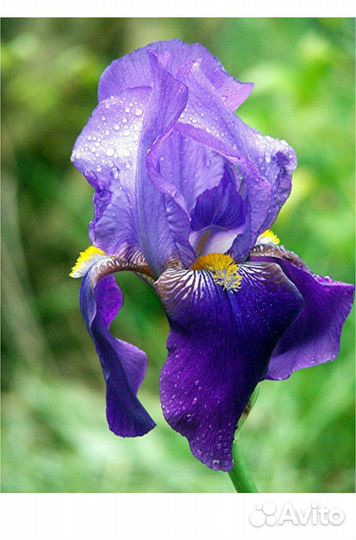 Yodeyma leau berlue Вода парфюмерная 100 мл