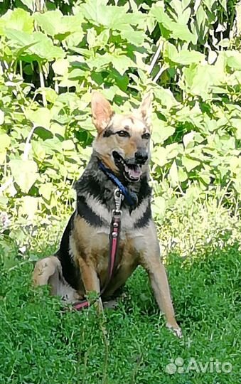 Метис овчарки