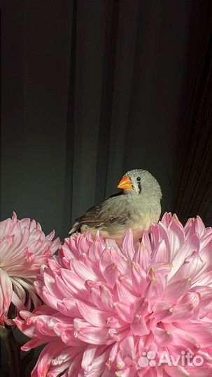 Зебровые амадины