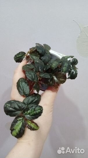 Домашние цветы