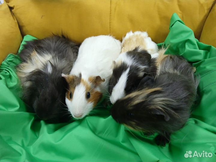 Шиншиллы, кролики, морские свинки