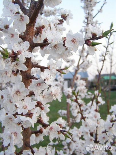 Абрикос сибирский и Жердела, семена