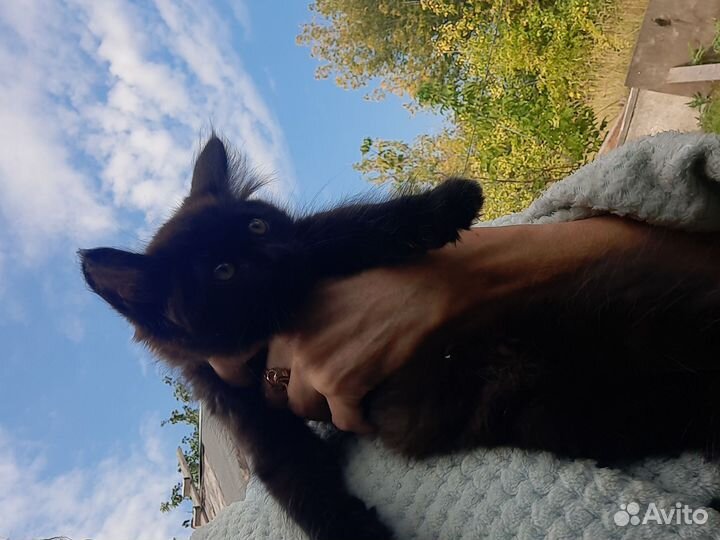 Отдам пушистых котят