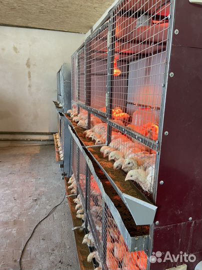 Цыплята бройлеры суточные и подрощенные