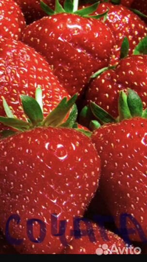 Саженцы клубники