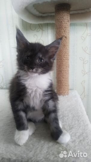Котята мейн-кун