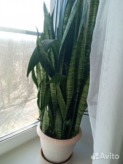 Сансевиерия