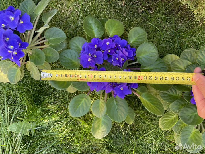 Фиалки взрослые 22-26 см