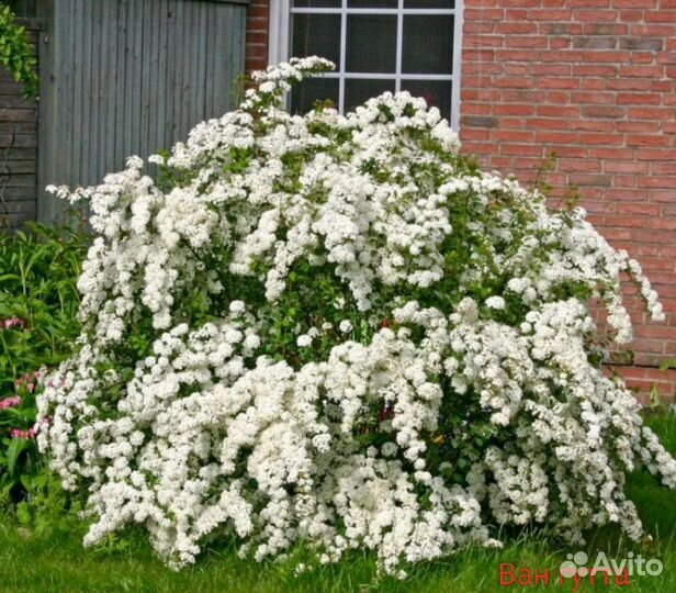Великолепные спиреи