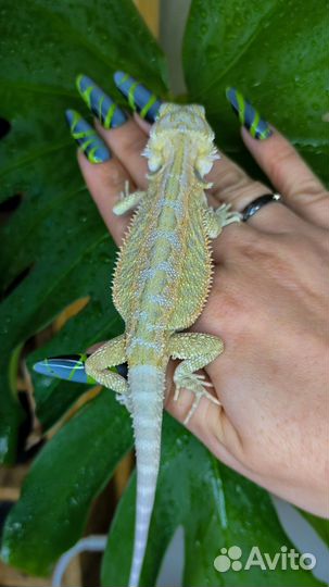 Бородатая агама