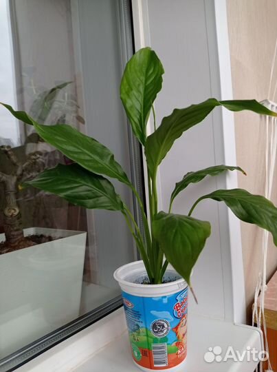 Спатифиллум