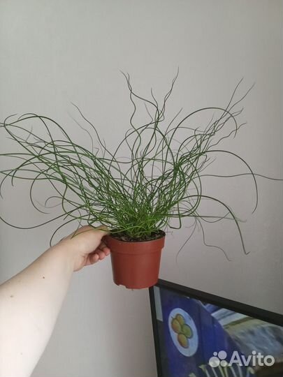 Джункус спиральный