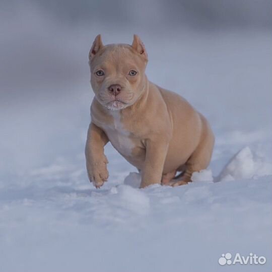 Купирование ушей любым породам