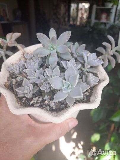 Суккуленты