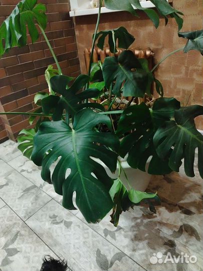 Комнатное растение Монстера