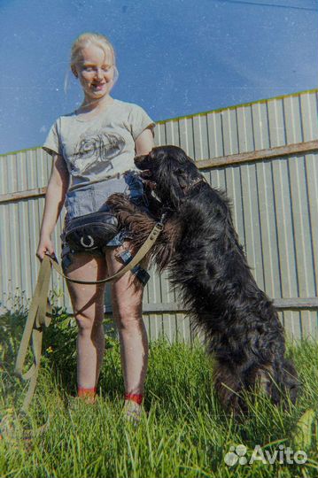 Дрессировка и воспитание собак