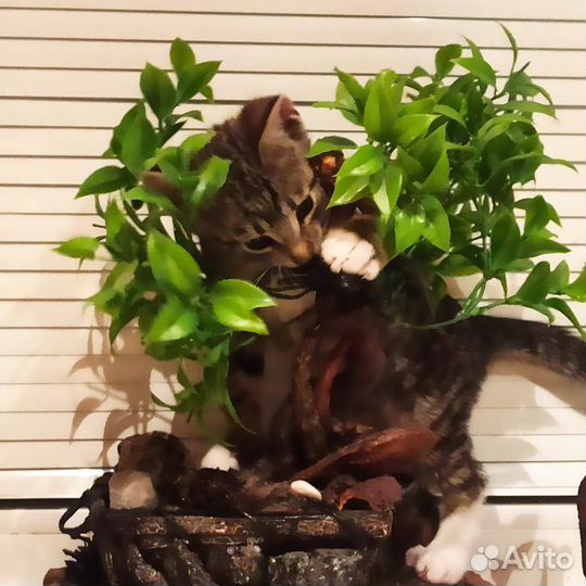 Котенок, мальчик 2,5 месяца