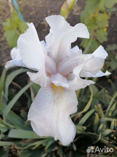 Ирисы цветут два раза