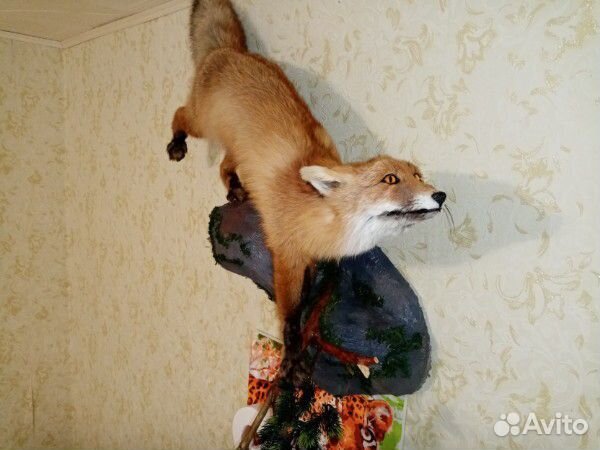 Чучело лисы