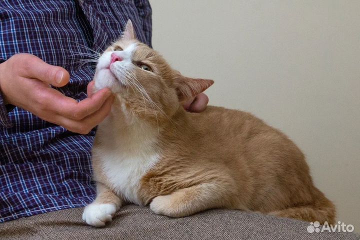 Котик ищет дом