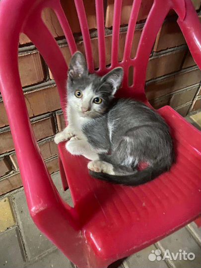 Котятки в добрые руки