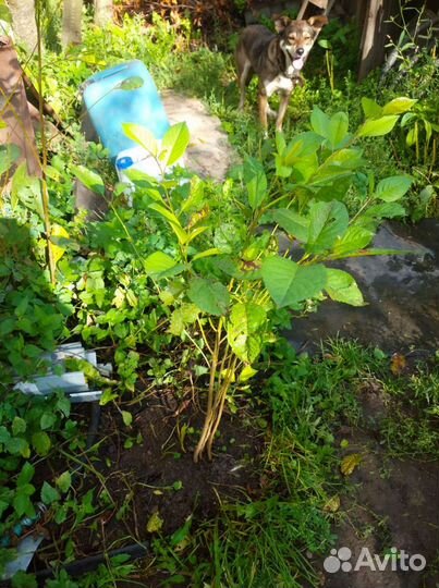 Саженцы вишни 