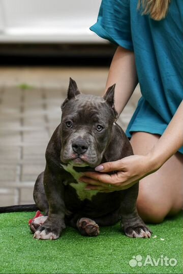 Американский булли