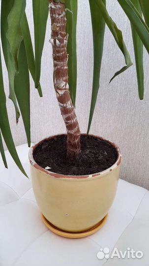 Пальма Юкка