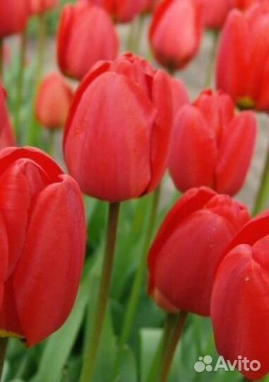 Луковицы тюльпанов