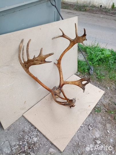 Продам рога оленя