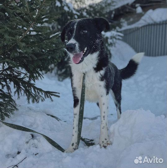 Собака в добрые руки