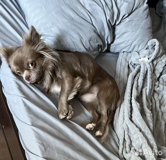 Вязка чихуахуа