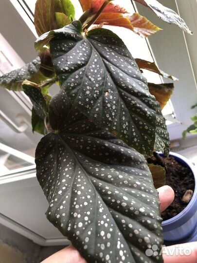 Цветы бесплатно