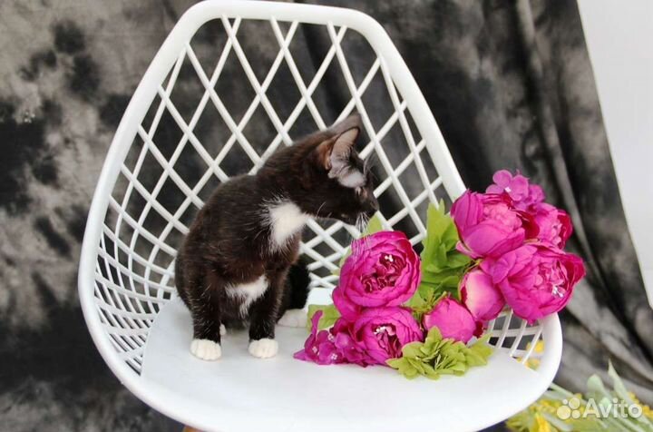 Котенок в белых носочках