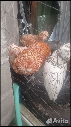 Инкубационое яйцо