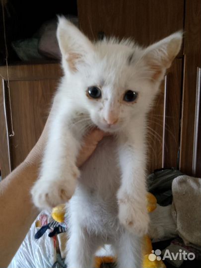 Котята