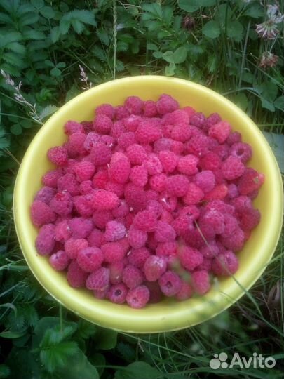 Малина домашняя