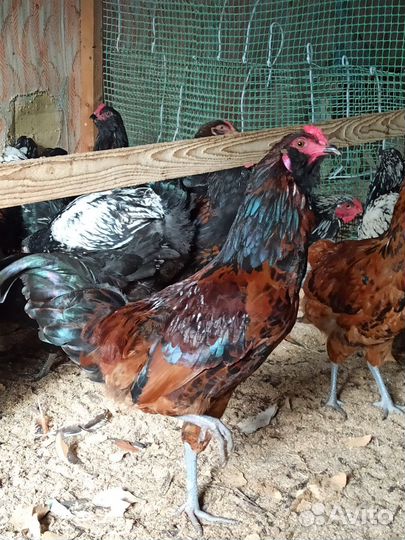 Молодые петухи