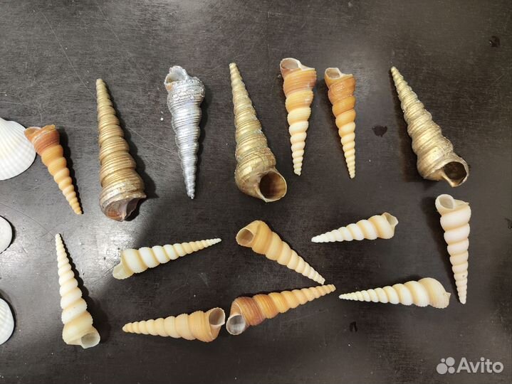 Морские ракушки