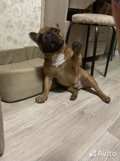 Французский бульдог