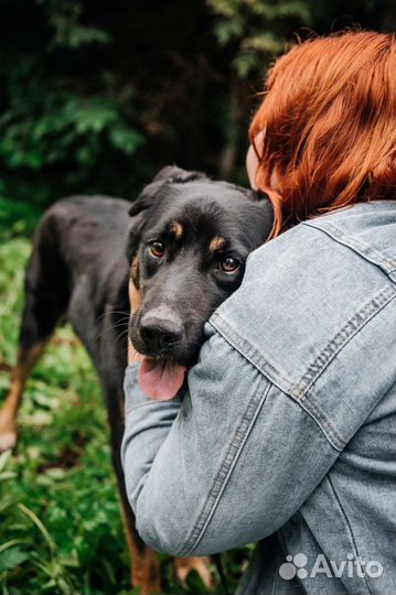 Молодой кобель в добрые руки