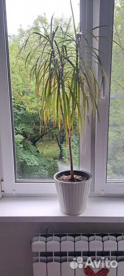 Драцена маргината.драцена деремская