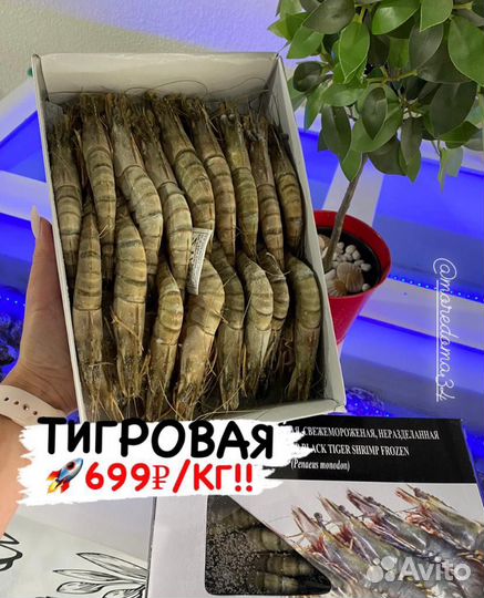 Тигровые креветки