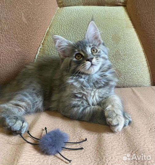 Девочки Мейн-кун (с документами)