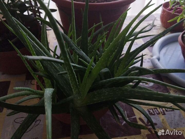 Комнатные цветы